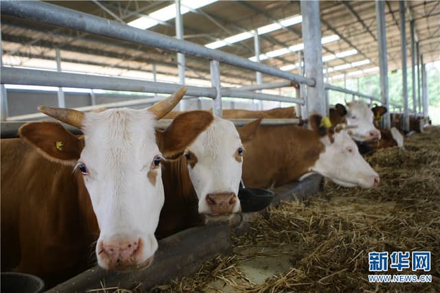 云南曲靖:肉牛养殖助力乡村振兴