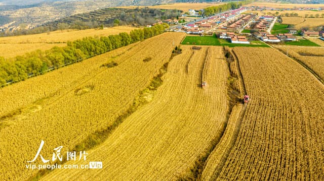 甘肃平凉:山地玉米抢收忙