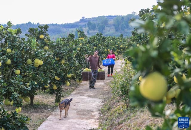 贵州玉屏:柚丰收 果农乐
