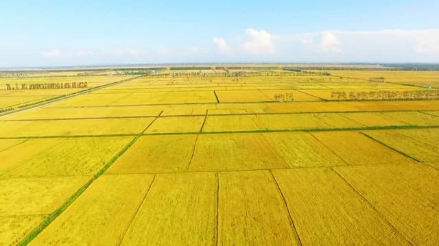 黑龙江：兴凯湖畔稻谷飘香 万顷良田丰收在望