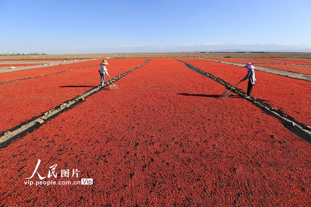 甘肃嘉峪关:红红的枸杞“映红”甜甜的日子