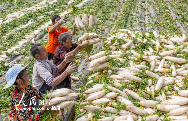 四川武胜:“滩涂萝卜”喜获丰收