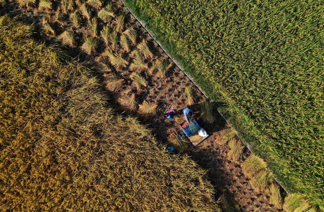 重庆黔江:抢收水稻保增收