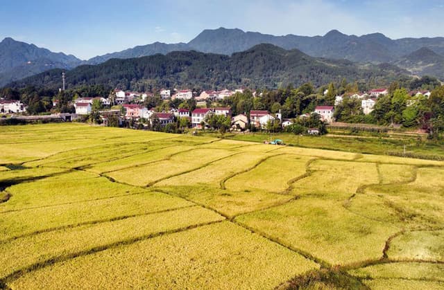 陕西南郑:稻田金黄 丰收在望