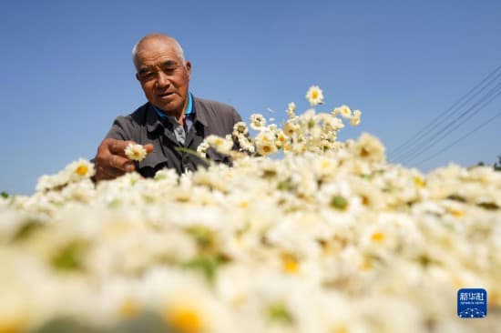 河北柏乡:秋日采菊忙