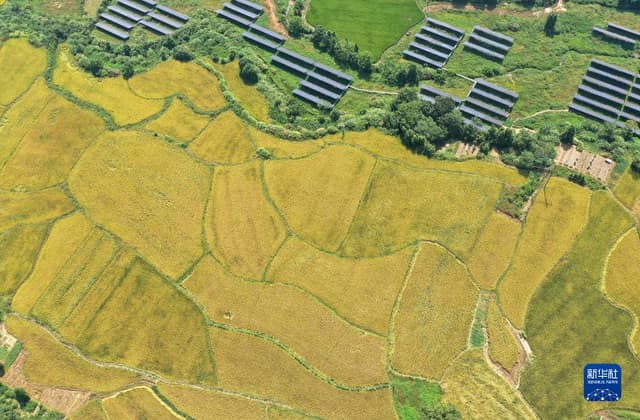 江西罗亭:稻田披金装 田间收割忙