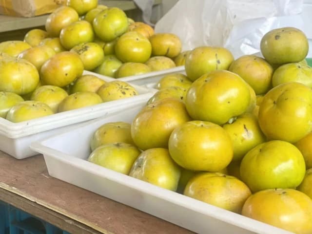 宁波余姚:顺“柿”而为种新果 农户增收添新路