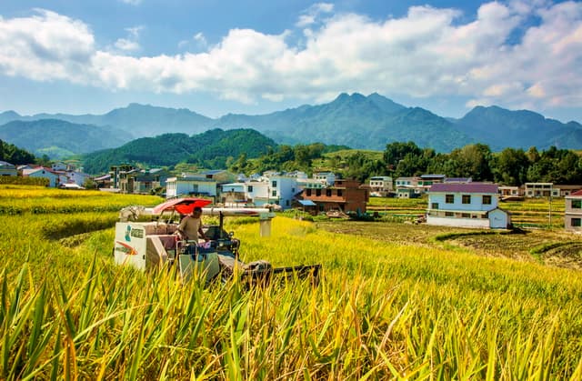 湖北竹溪:抢收稻谷 颗粒归仓