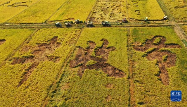 收获,在希望的田野上——写在2021年中国农民丰收节