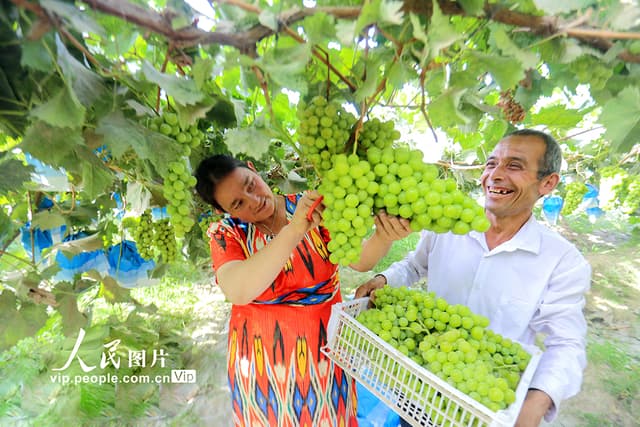 新疆洛浦:采摘“阳光玫瑰”葡萄