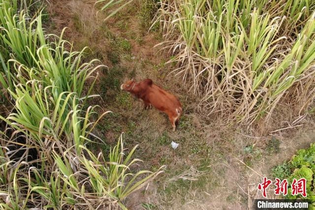 云南临沧：公牛发狂伤人逃窜 民警果断将其击毙