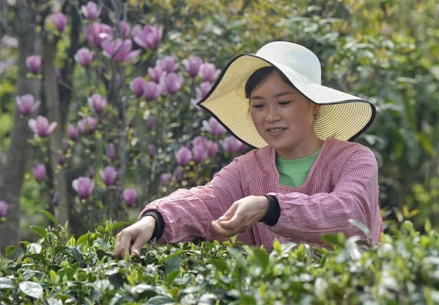 成都农村“新鲜事”:产业起来了 村民能挣三份钱