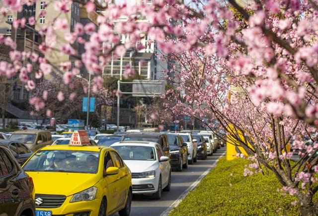 重庆巴南:玉兰花开 春色挂枝头