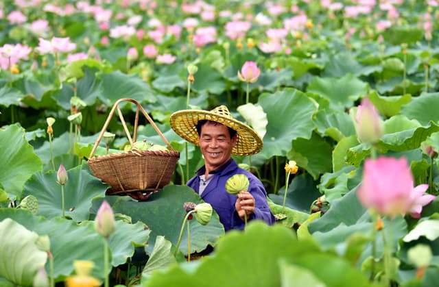 江西广昌:莲为媒 促产业 助增收