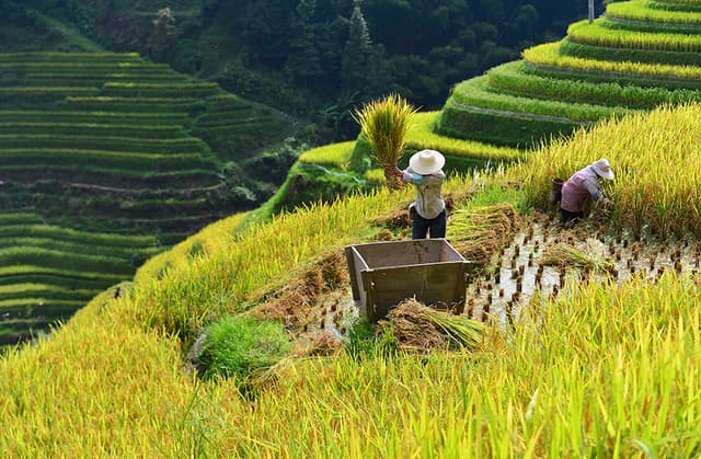 贵州从江:稻谷收割忙