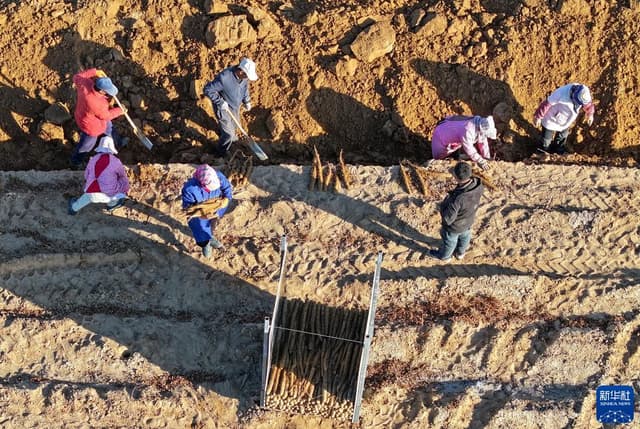 内蒙古鄂托克前旗:沙地农田获丰收