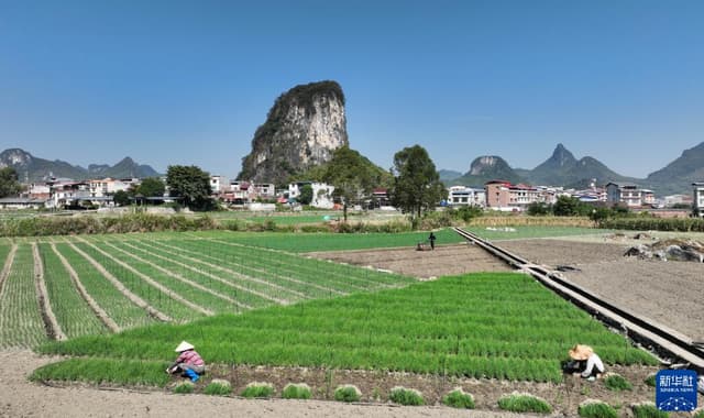 广西柳江:小香葱拓宽村民致富路