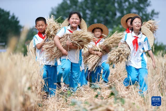 山东即墨:校园“小麦农” 田间收获忙