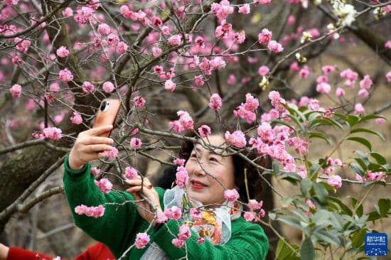 青岛:遇见“梅”好