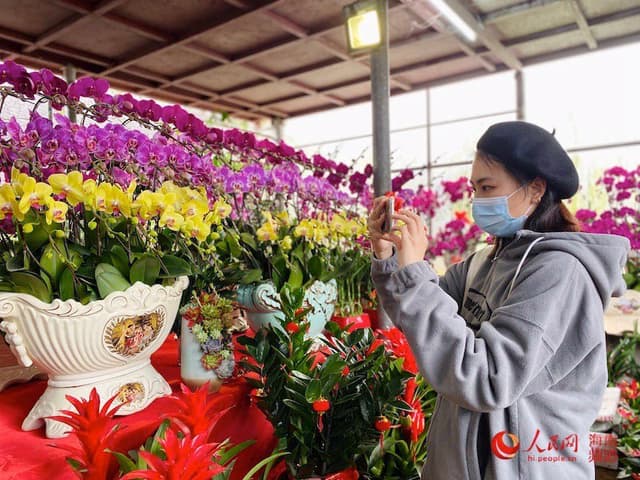 海南:迎春花市 “年味”渐浓