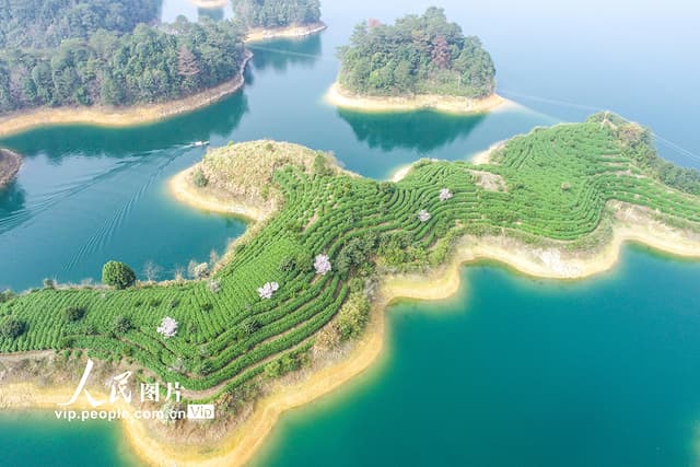 浙江淳安:千岛湖茶进入全面开采期