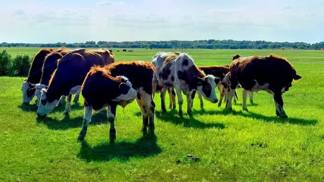 内蒙古林西县:肉牛产业链建设吹响乡村产业振兴曲