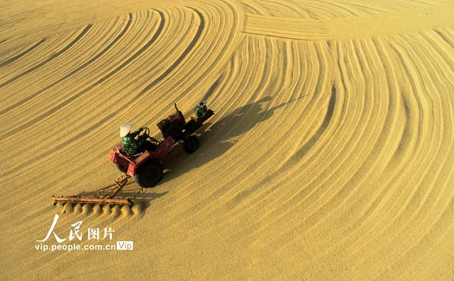 安徽庐江:晚稻丰收晾晒忙