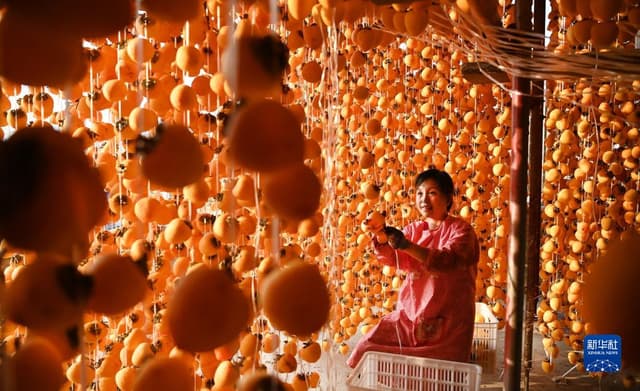 陕西富平:杮子熟了