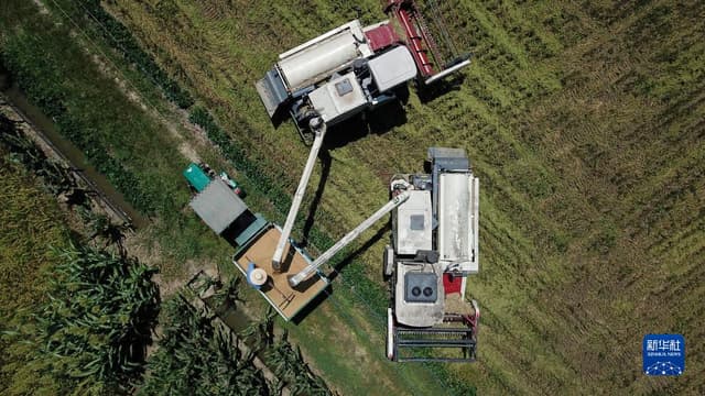 湖南澧县:盛夏时节稻飘香