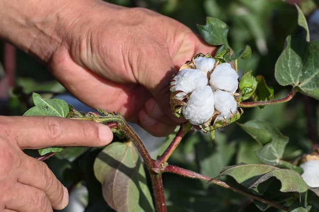 新疆:首批按“中国标准”生产的棉花进入审核认证环节