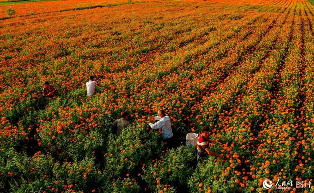 新疆莎车：万寿菊喜获丰收