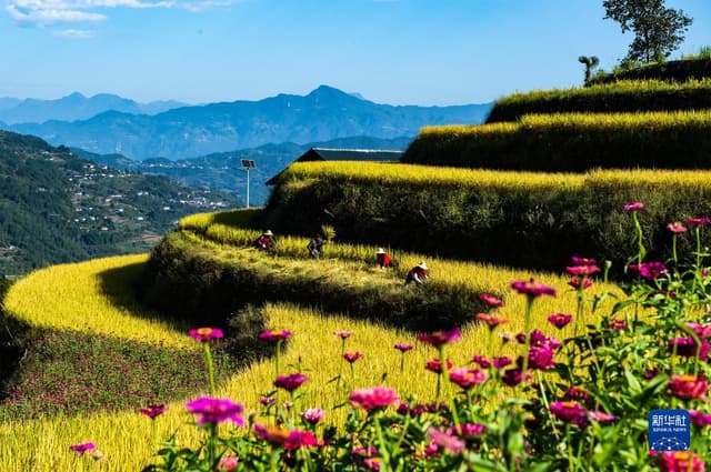 湖北秭归:美丽乡村展开丰收画卷