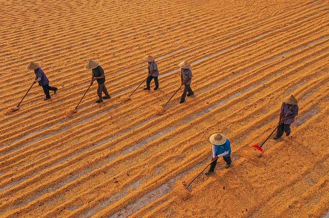 山东荣成:晾晒场上秋收忙