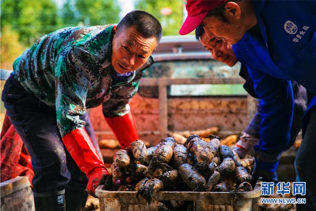 湖北洪湖:技术赋能让农民一年四季产藕创收