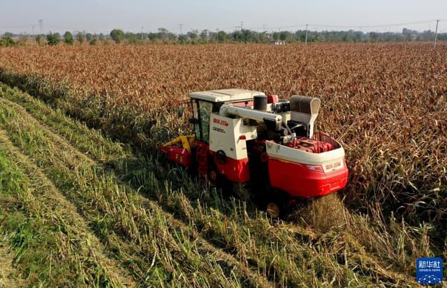 河北邢台:“订单高粱”喜获丰收