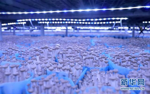 广东韶关:小菌菇激发乡村振兴大“蘑”力