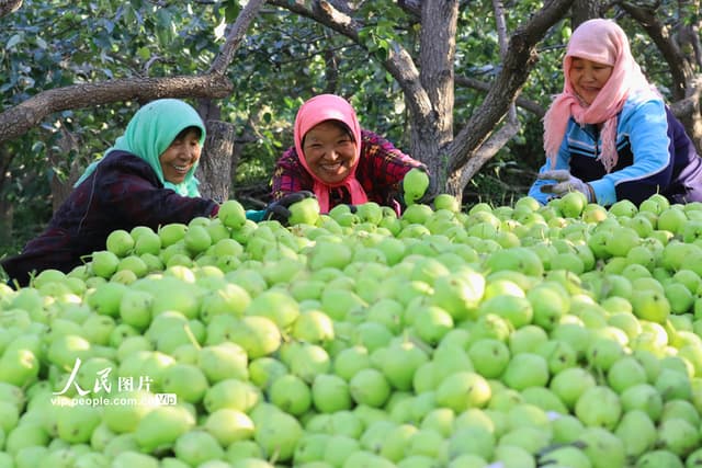 甘肃嘉峪关:早酥梨成熟上市