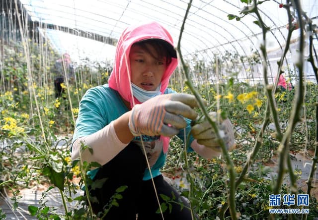 毛乌素沙漠边缘 建起沙漠瓜菜产业园区