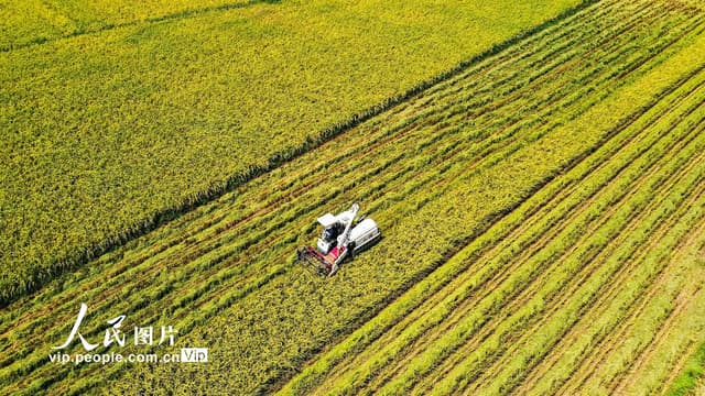 湖南常宁:处暑至 农事忙