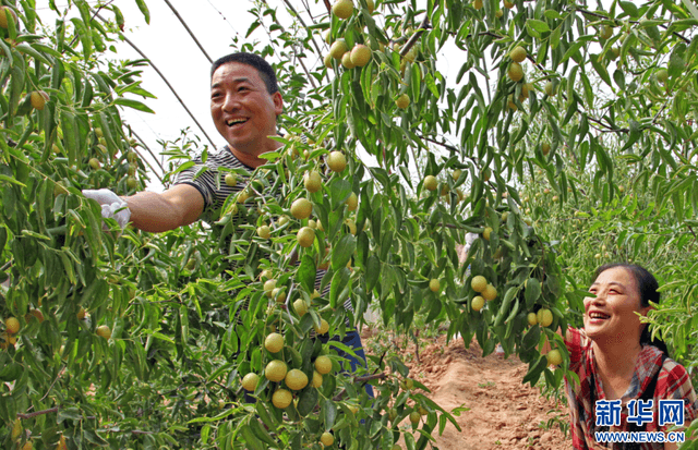陕西大荔:摘下枝头甜在心头 冬枣致富抢占“鲜”机