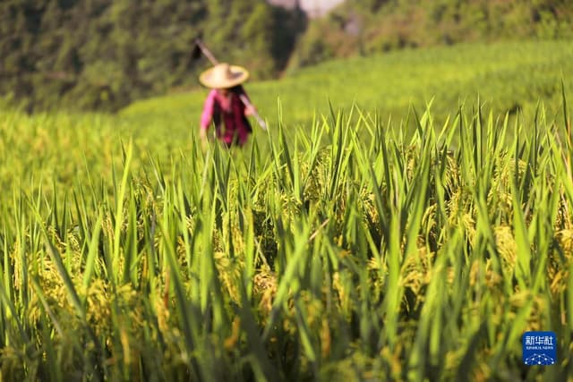 贵州丹寨:谷穗饱满 丰收在望