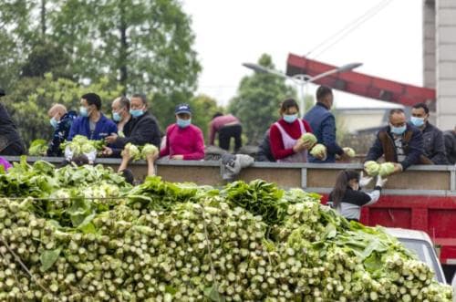 700公里星夜驰骋!安徽亳州80吨生鲜蔬菜抵达上海