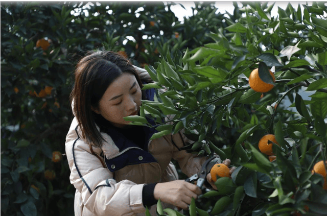 邓小燕:“燕儿”归来稻更香