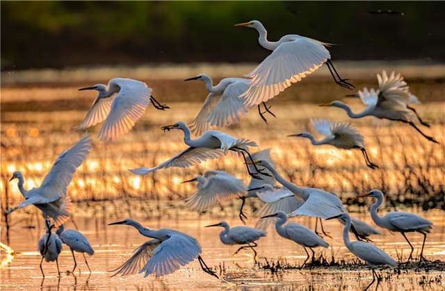 湖北武汉府河:数千只白鹭翔集展夏日画卷