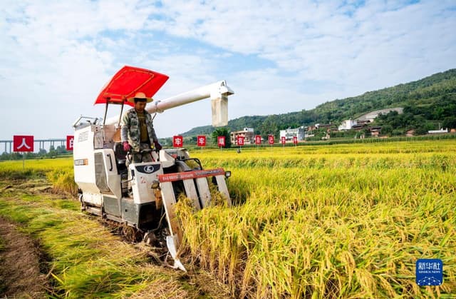 云南楚雄:水稻新品种“楚粳54号”测产