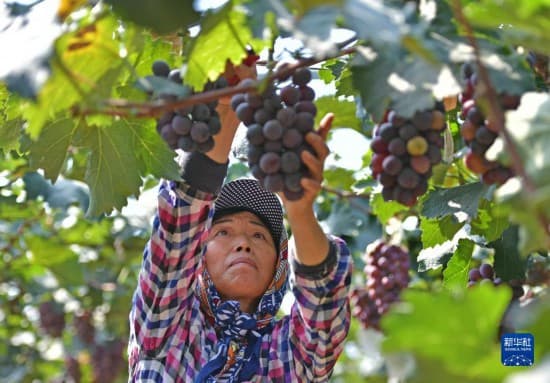 辽宁灯塔:辽峰葡萄丰收上市
