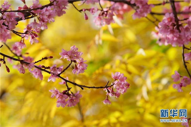 云南曲靖:冬樱花盛放 美不胜收