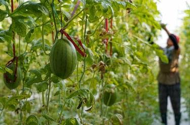 山东垦利:盐碱地上结硕果