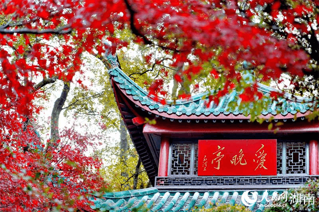 长沙:爱晚亭旁好“枫”景 霜叶红于二月花