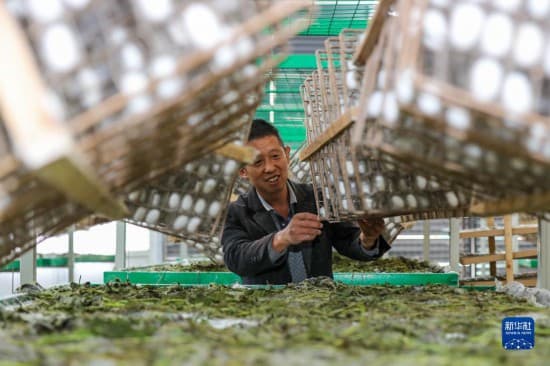 四川宜宾:蚕茧迎丰收